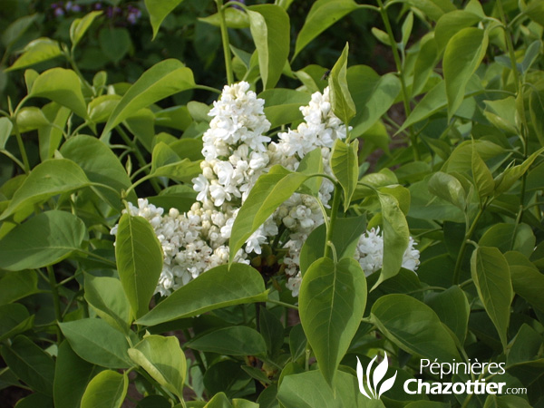 Syringa Vulgaris (Lilas)