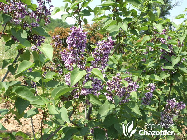 Syringa Vulgaris (Lilas)