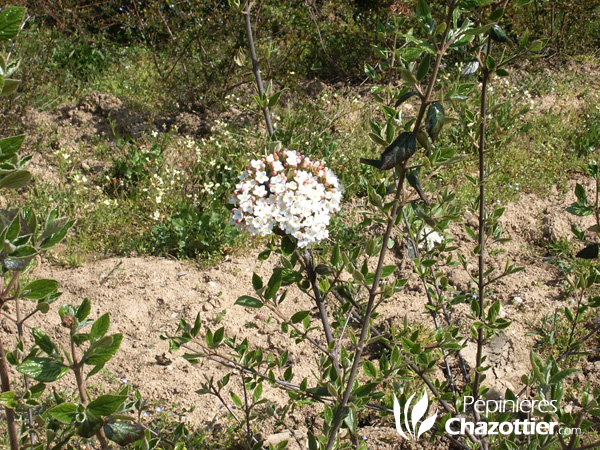 Viburnum Burkwoodii