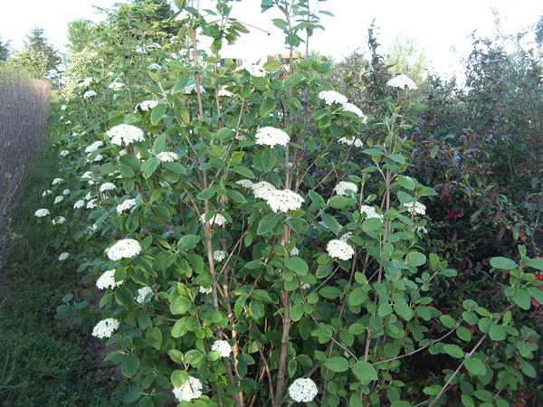 Viburnum Lantana