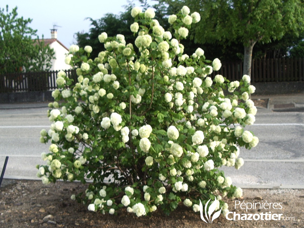 Viburnum Opulus Roseum