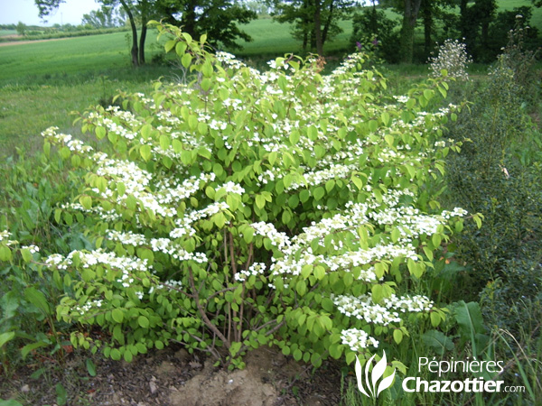 Viburnum Plicatum Lanarth