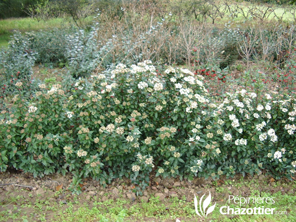 Viburnum Tinus Eve Price