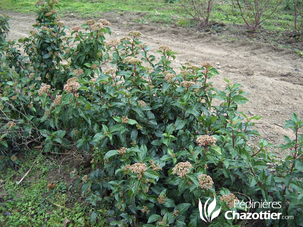 Viburnum Tinus Macrophylla