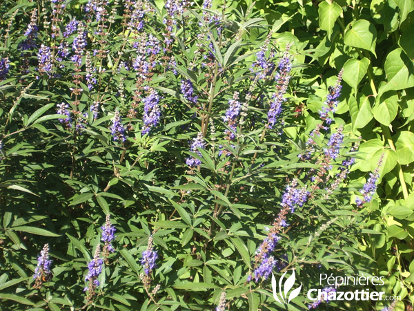 Vitex Agnus Castus