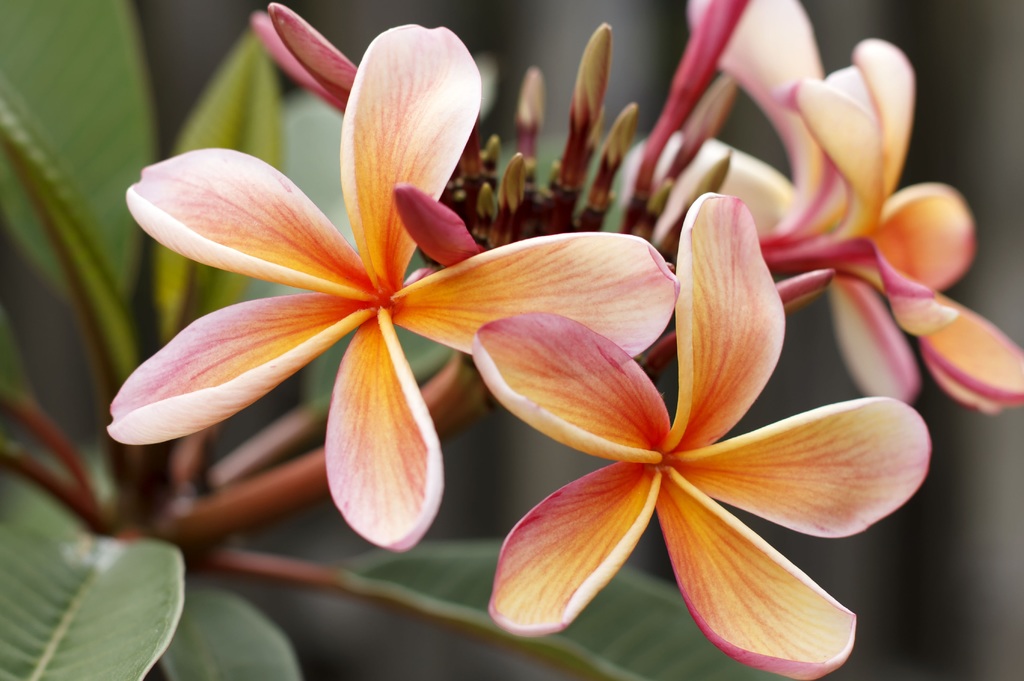 Plantes exotiques et méditerranéennes