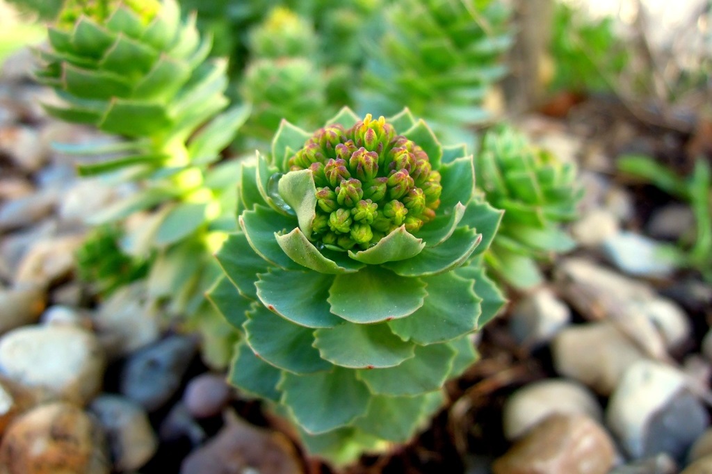 Plantes pour talus et rocailles