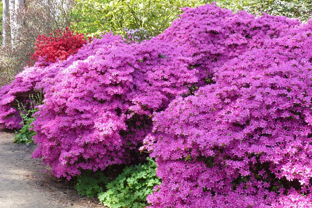 Plantes de terre de bruyère