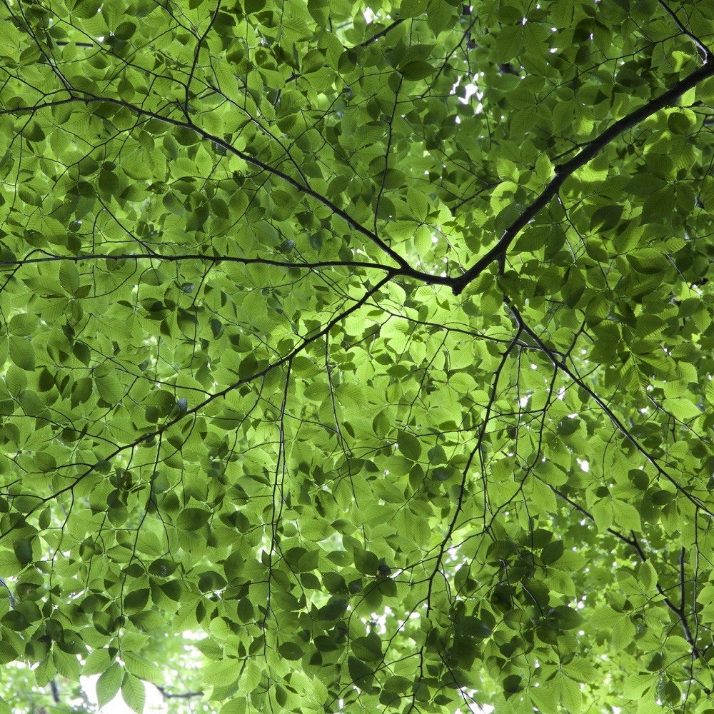 N'oubliez pas les arbustes à feuilles caduques !