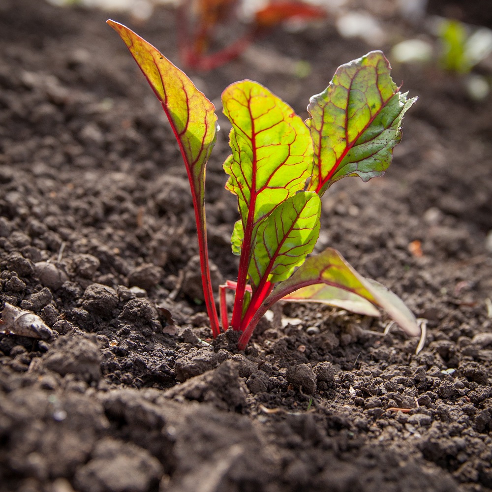 Le meilleur moment pour planter