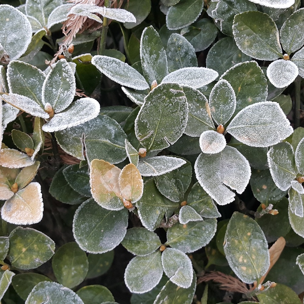 Planter en hiver