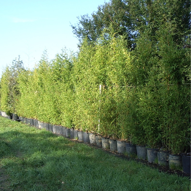 Phyllostachys auréa